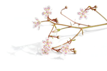 London pride saxifrage on white background