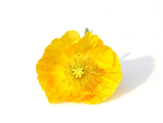 Yellow poppy on white background