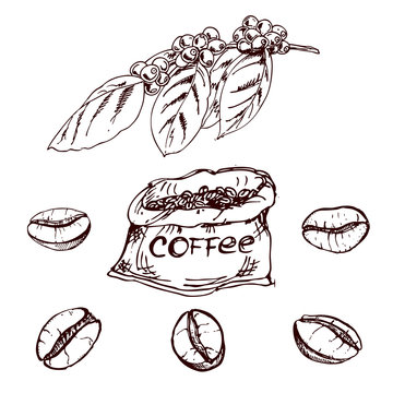 hand drawn coffee beans, sketch of coffee beans. vector drawing