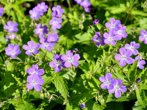 Fototapeta Woodland geranium flowering with purple flowers