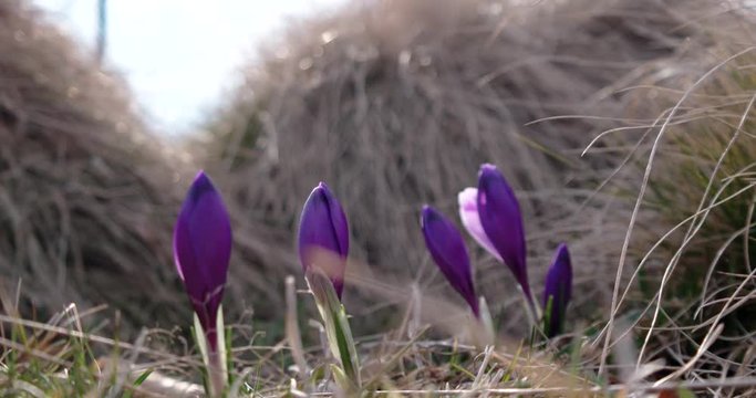 Spring Purple Crocus in Grass With Morning Light