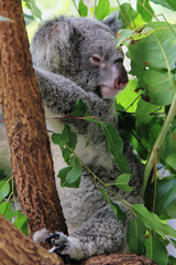 Cairns Koala