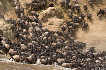 Wildebeests are crossing Mara river. Great Migration. Kenya. Tanzania. Masai Mara National Park. An excellent illustration.