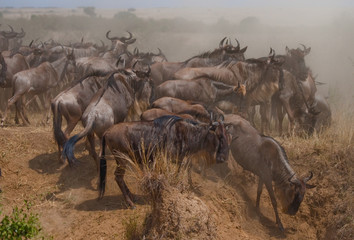 Big herd of wildebeest is about Mara River. Great Migration. Kenya. Tanzania. Masai Mara National Park. An excellent illustration.