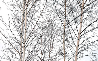 birch trees without leaves