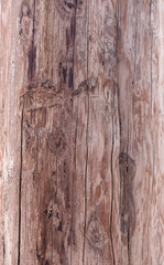 pine wooden texture