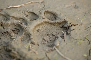Fototapeta na wymiar Royal Bengal tiger footprint in mud/Royal Bengal tiger footprint in mud