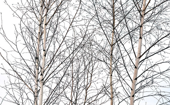 birch trees without leaves