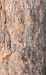 pine bark texture