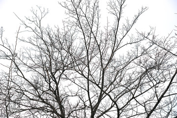trees without leaves