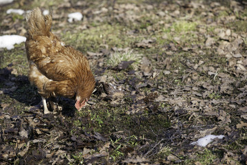 Chickens walking in the country farm