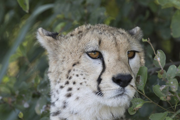 Close up portrait of a wild cheetah