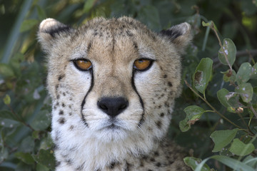 Close up portrait of a wild cheetah