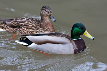 Obraz premium drake and female of mallard ducks on the water
