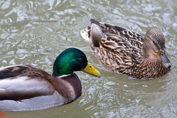 pair of mallard ducks in breeding plumage