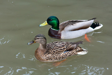 pair of mallard ducks