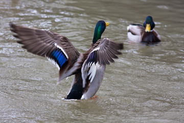 two drakes of mallard on the water