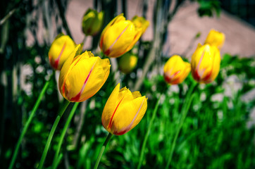 Obraz premium Yellow tulips