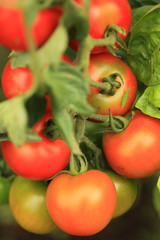 バッタに好かれたトマト