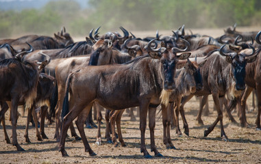 Naklejka na ściany i meble Wildebeests standing a small group in the savannah. Great Migration. Kenya. Tanzania. Masai Mara National Park. An excellent illustration.