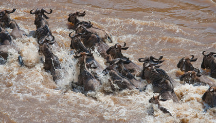 Obraz premium Wildebeests are crossing Mara river. Great Migration. Kenya. Tanzania. Masai Mara National Park. An excellent illustration.
