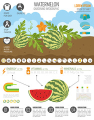 Gardening work, farming infographic.Watermelon. Graphic template