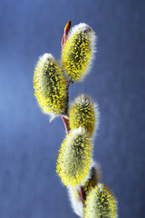 Obraz premium yellow bright pussy willow extreme closeup easter on blue backgr