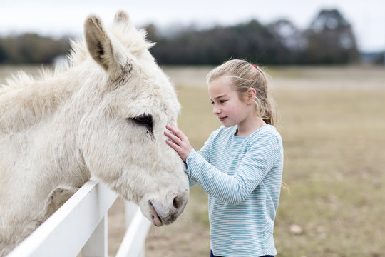 Caucasian girl petting donkey in field