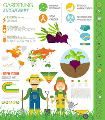Gardening work, farming infographic. Sugar beet. Graphic templat