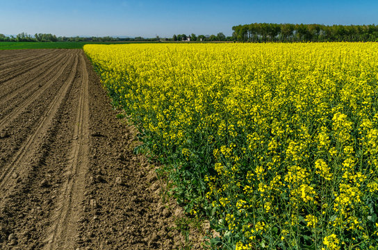Oilseed rape. Plowed field.