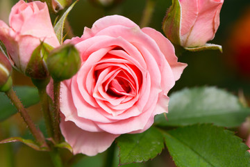 Floral postcard for your design