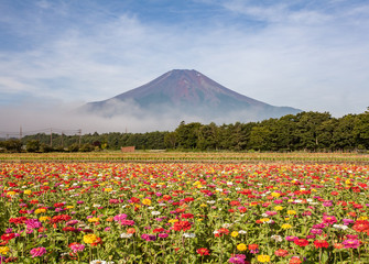 Field of cosmos flowers and Mountain Fuji in summer season at Yamanakako Hanano Miyako Koen