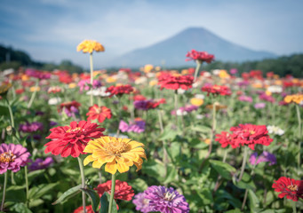 Fototapeta na wymiar Field of cosmos flowers and Mountain Fuji in summer season at Yamanakako Hanano Miyako Koen