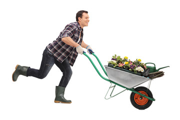Gardener pushing a wheelbarrow full of flowers