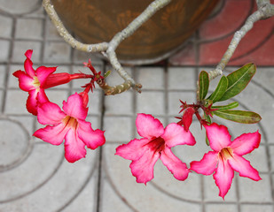 Adenium obesum Balf.
