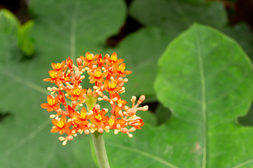 Jatropha Podagrica,Buddha belly plant,Bottleplant shrub