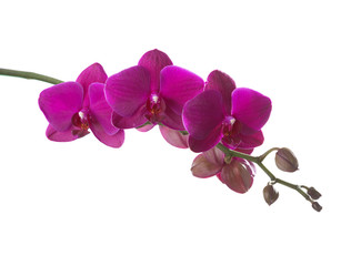 Obraz na płótnie Canvas Dark pink orchid ted on white.