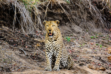 Fototapeta na wymiar Male Leopard sitting and watching