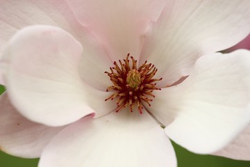 Obraz na płótnie Canvas Macro of the magnolia flower