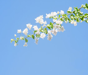 White blooming bougainvilleas against the light  blue sky.