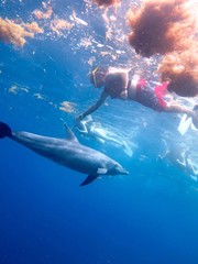 Fototapeta na wymiar Schnorcheln mit Delfinen