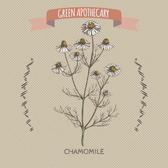 Color matricaria chamomilla aka chamomile sketch. 