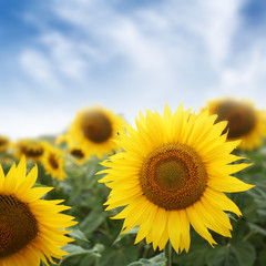 sun flowers in field