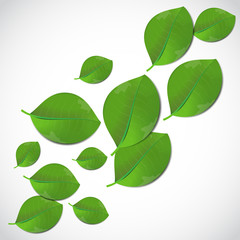 Leaves on white background. Vector art.