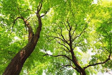 trees with green leaves canopy in forest