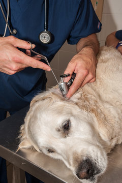 les cabinets v&eacute;t&eacute;rinaire donnent des soins au animaux, coupent les griffes et nettoie les oreilles avec un &eacute;pillets.