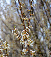 spring blossoms on tree branch