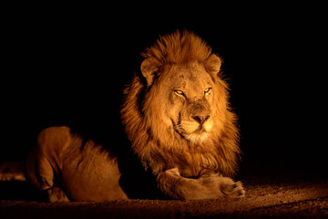 Handsome male lion at night