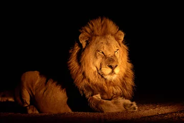 Velvet curtains Lion Handsome male lion at night
