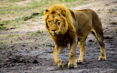 Magnificent male lion on the prowl